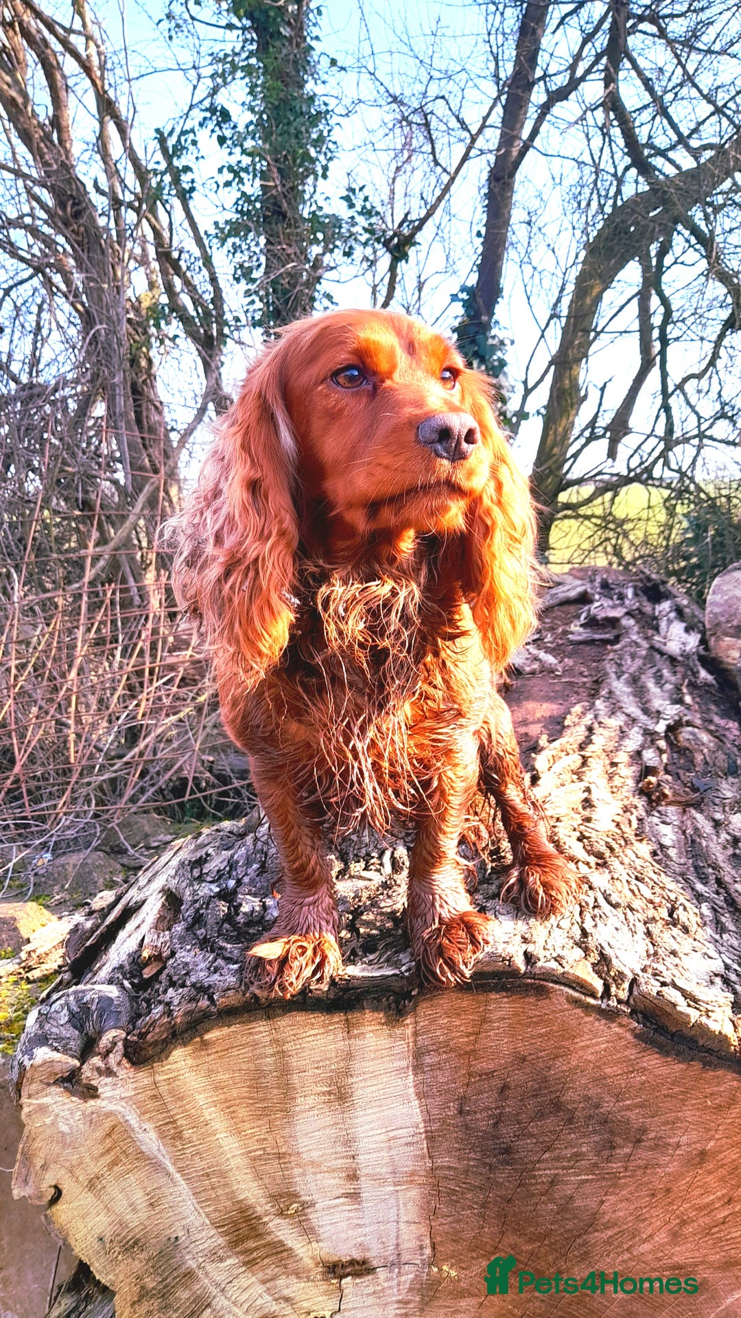 Cockapoo dogs for sale: Beautiful F1 red/golden cockapoo puppies - Image 14