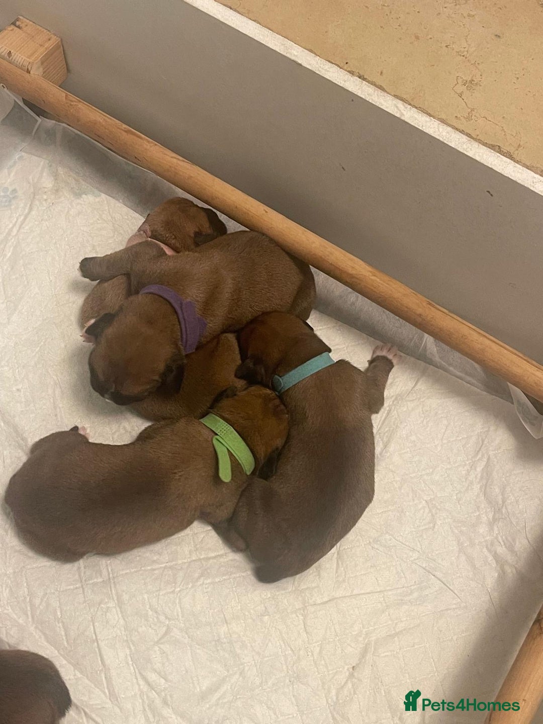 Boxer dogs for sale: Stunning KC registered bobtailed Boxer puppies - Advert 6