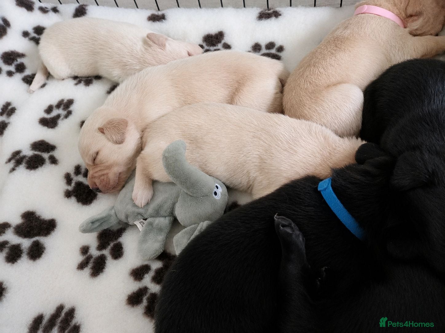 Labrador Retriever dogs 🐶 KC, DNA Clear Labrador retriever pups ⭐ - Advert 2