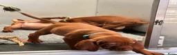 Hungarian Vizsla dogs for sale: Gorgeous Hungarian Vizsla puppies  - Advert 34