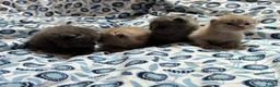 British Shorthair cats for sale: Pedigree British Blue/ Lilac Kittens - Advert 13