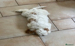 Cockapoo dogs for sale: 1 girl ready now cockapoo  - Image 3