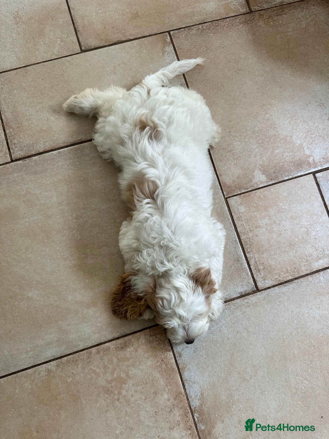 Cockapoo dogs for sale: 1 girl ready now cockapoo  - Image 3