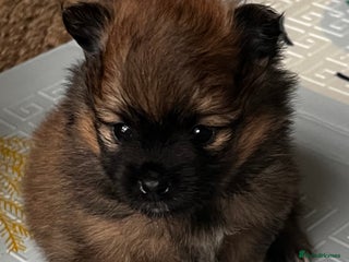 Pomeranian dogs Gorgeous Pomeranian Puppies, 1 Boy Left - Advert 4