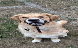 Golden Retriever dogs for stud: Beautiful KC Registered Golden Retriever Stud - Image 7