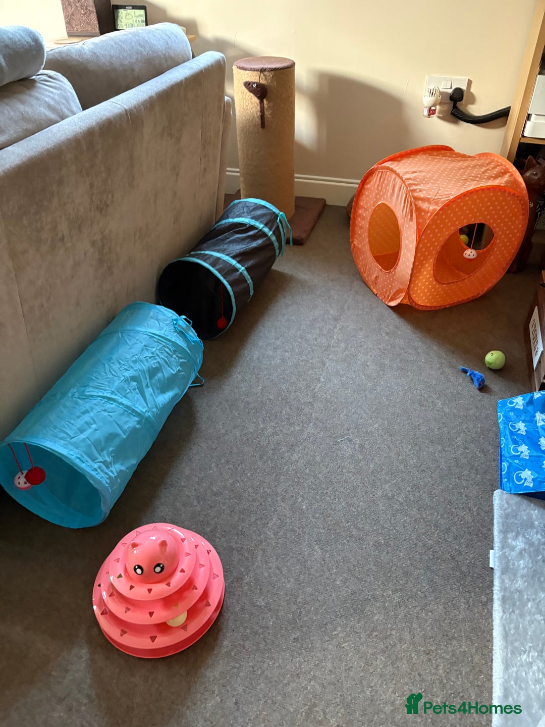 Mixed Breed cats for sale: Black Female Cat - Advert 9