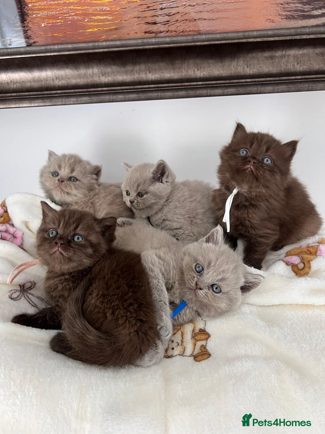 British Shorthair cats for sale: British Shorthair-Longhair  - Advert 1