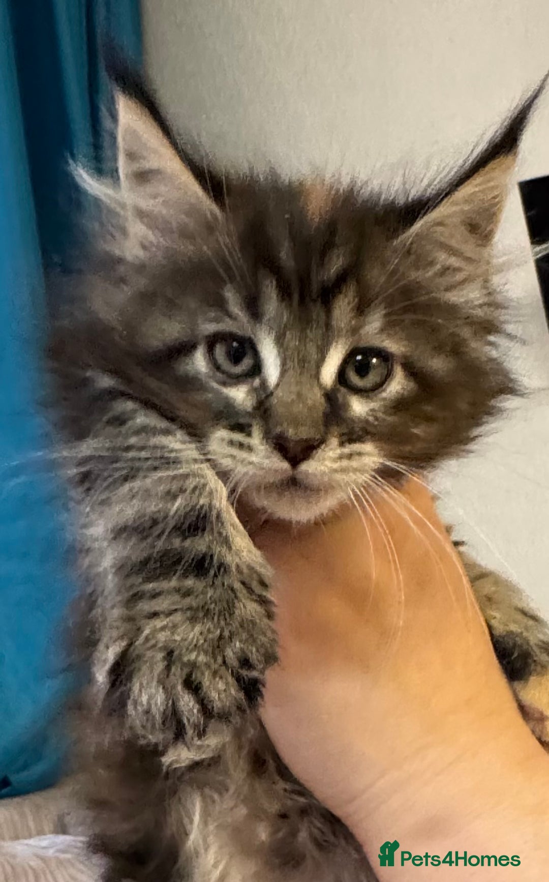 Maine Coon cats for sale: Adorable pedigree Maine coon kittens - Advert 30