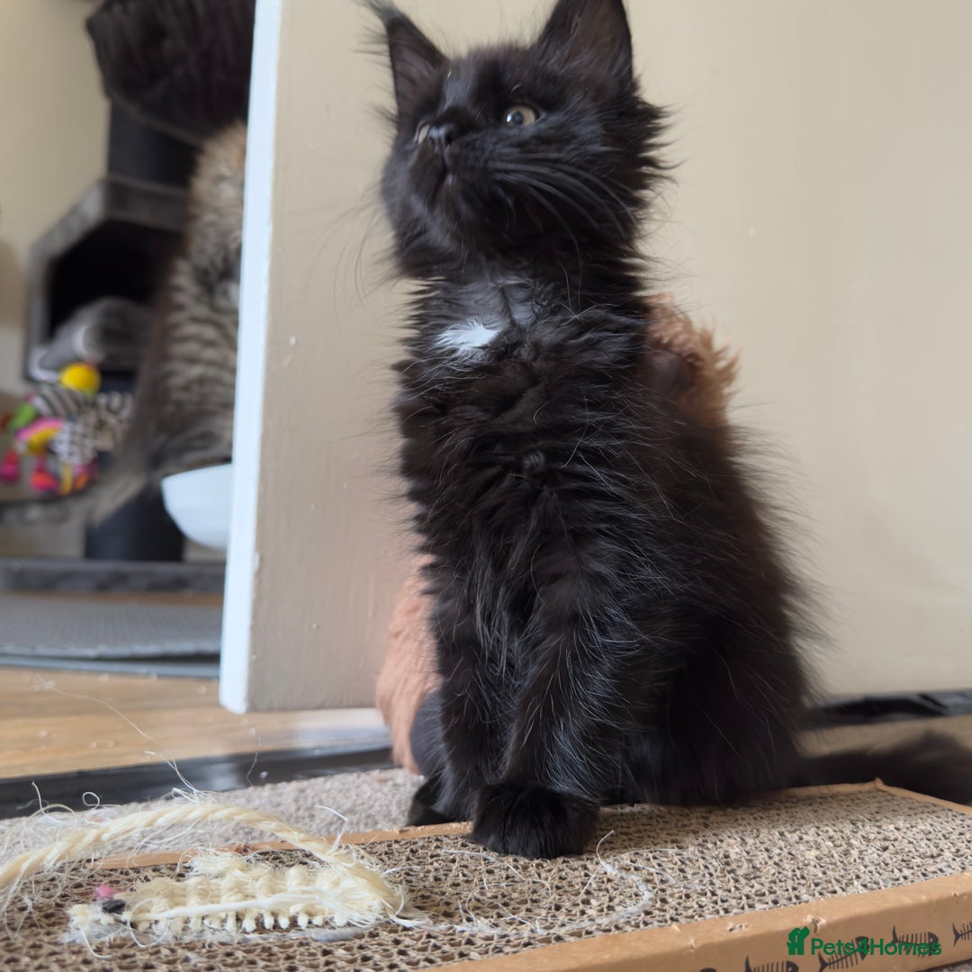 Maine Coon cats for sale: Ready Now! Conancoon GCCF Registered Maine Coon - Image 26