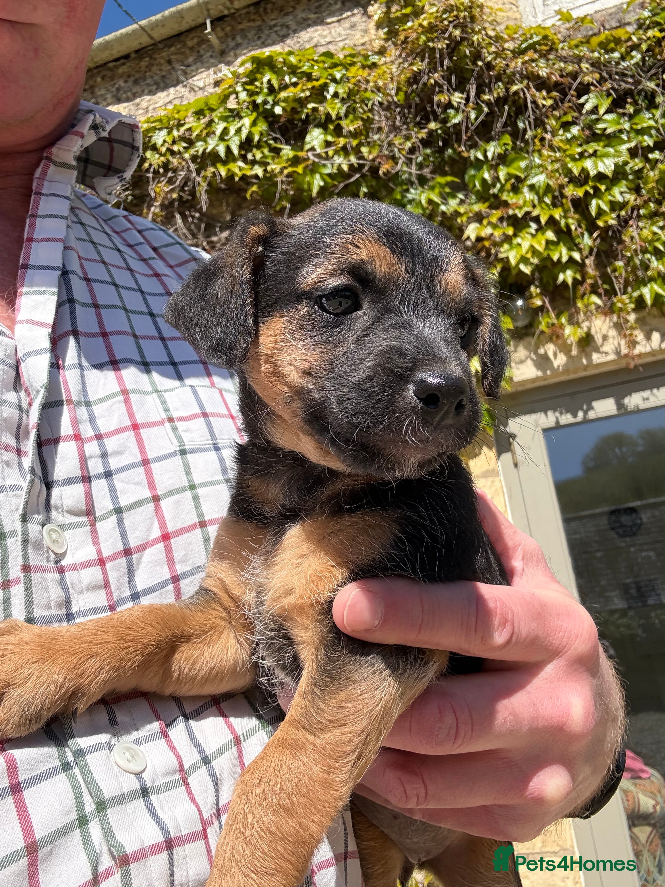 Jack Russell dogs Black and Tan Jack Russell pups - Advert 2