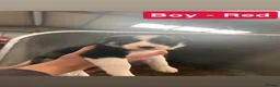 Border Collie dogs for sale: Border Collies - Advert 5