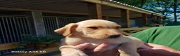 Labrador Retriever dogs for sale: 3 labrador puppies in Kirkcudbright - Advert 3