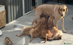 Labrador Retriever dogs for sale:  Unique Labrador ready for new home - Image 9