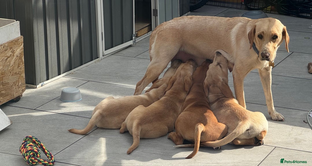 Labrador Retriever dogs for sale:  Unique Labrador ready for new home - Image 9