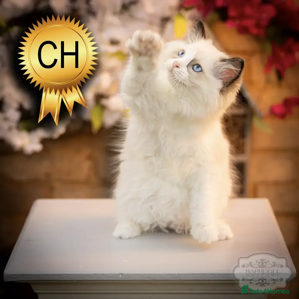 Ragdoll cats Ragdoll Kitten Girl ZPAE Champion 94% Purity! - Advert 1