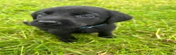 Labrador Retriever dogs for sale: Labrador puppies   - Advert 11