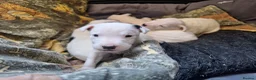 Jack Russell dogs for sale: Lovely Jack Russell puppies for sale  - Advert 4