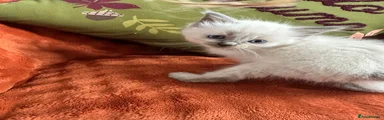 Ragdoll 4