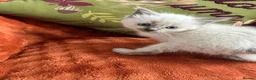 Ragdoll cats for sale: 4 beautiful ragdoll kittens for sale  - Advert 10