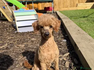 Toy Poodle dogs Girl Toy Poodle - Advert 8