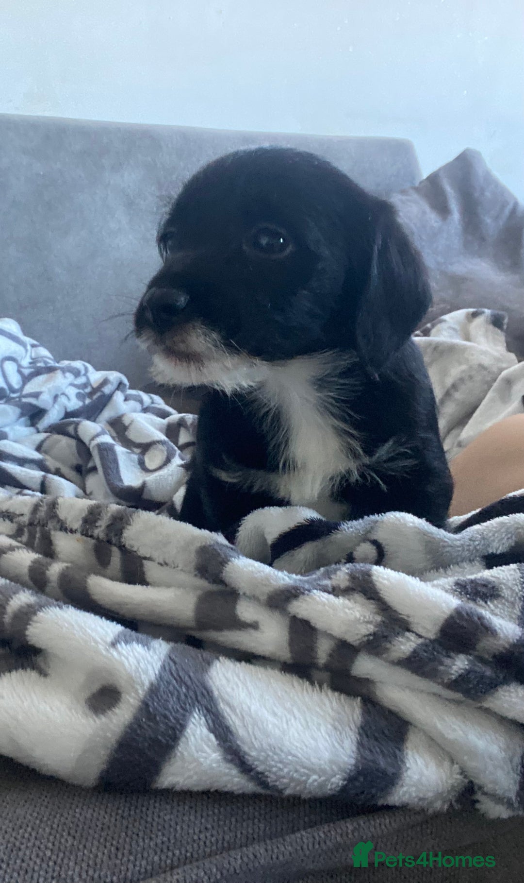 Patterjack dogs for sale: Patterjacks  - Advert 6