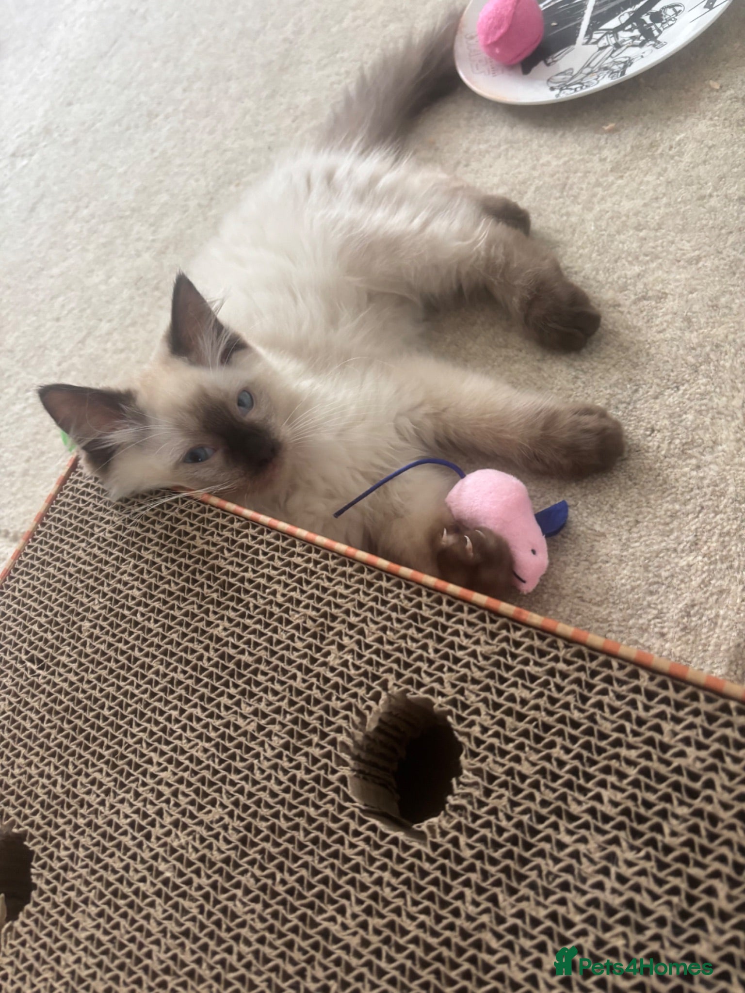 Ragdoll cats Purebred Ragdoll Boys  - Advert 2