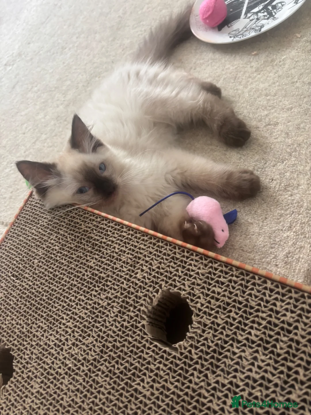 Ragdoll cats for sale: Purebred Ragdoll Boys  in St Albans - Advert 2