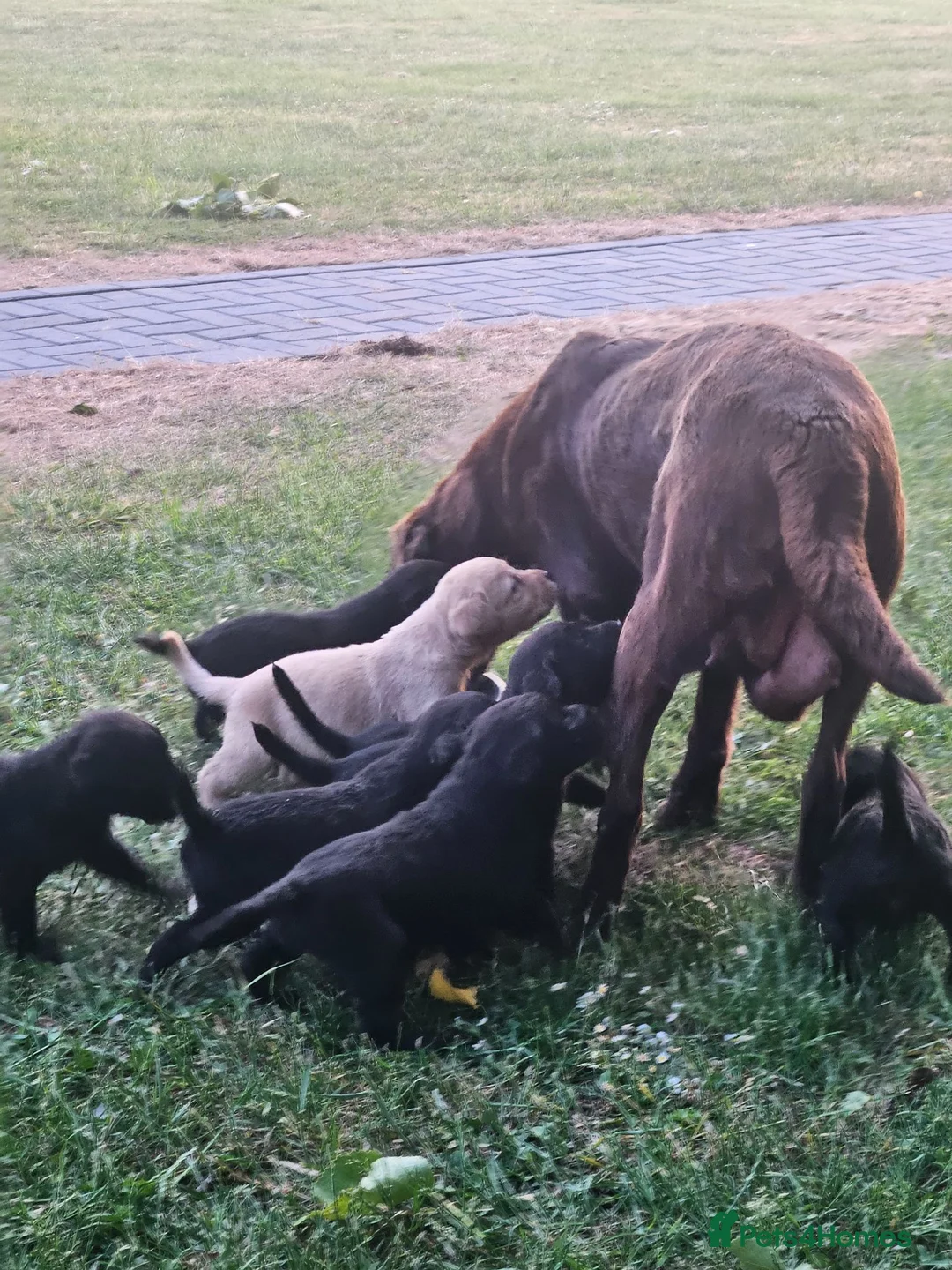 Labrador Retriever dogs for sale: Labrador puppies  - Advert 2