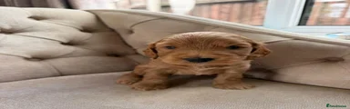 Cockapoo 3
