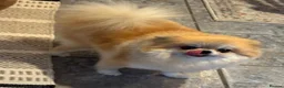 Pomeranian dogs for sale:  **  pom girl  in Epping - Advert 5