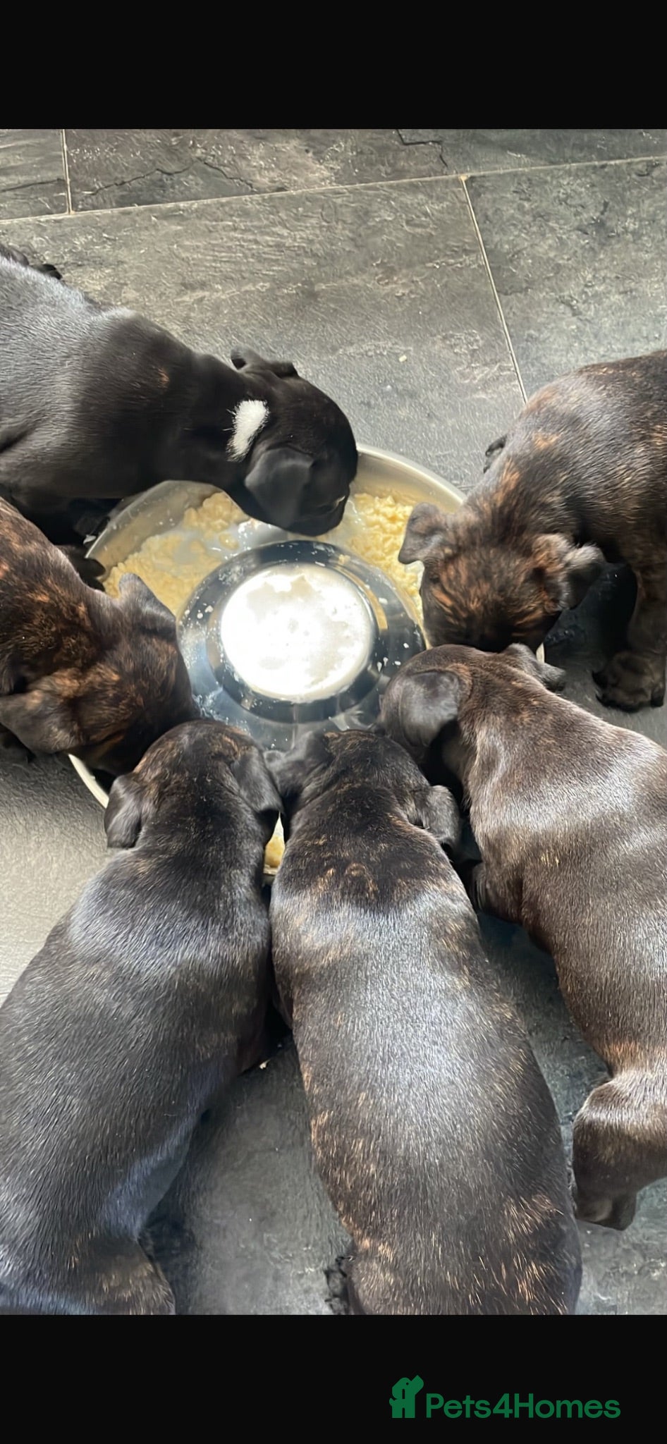 Staffordshire Bull Terrier dogs KC Beautiful litter of blue/red staffys  - Advert 6
