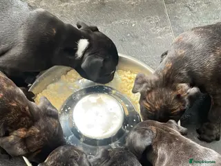 Staffordshire Bull Terrier dogs KC Beautiful litter of blue/red staffys - Advert 6