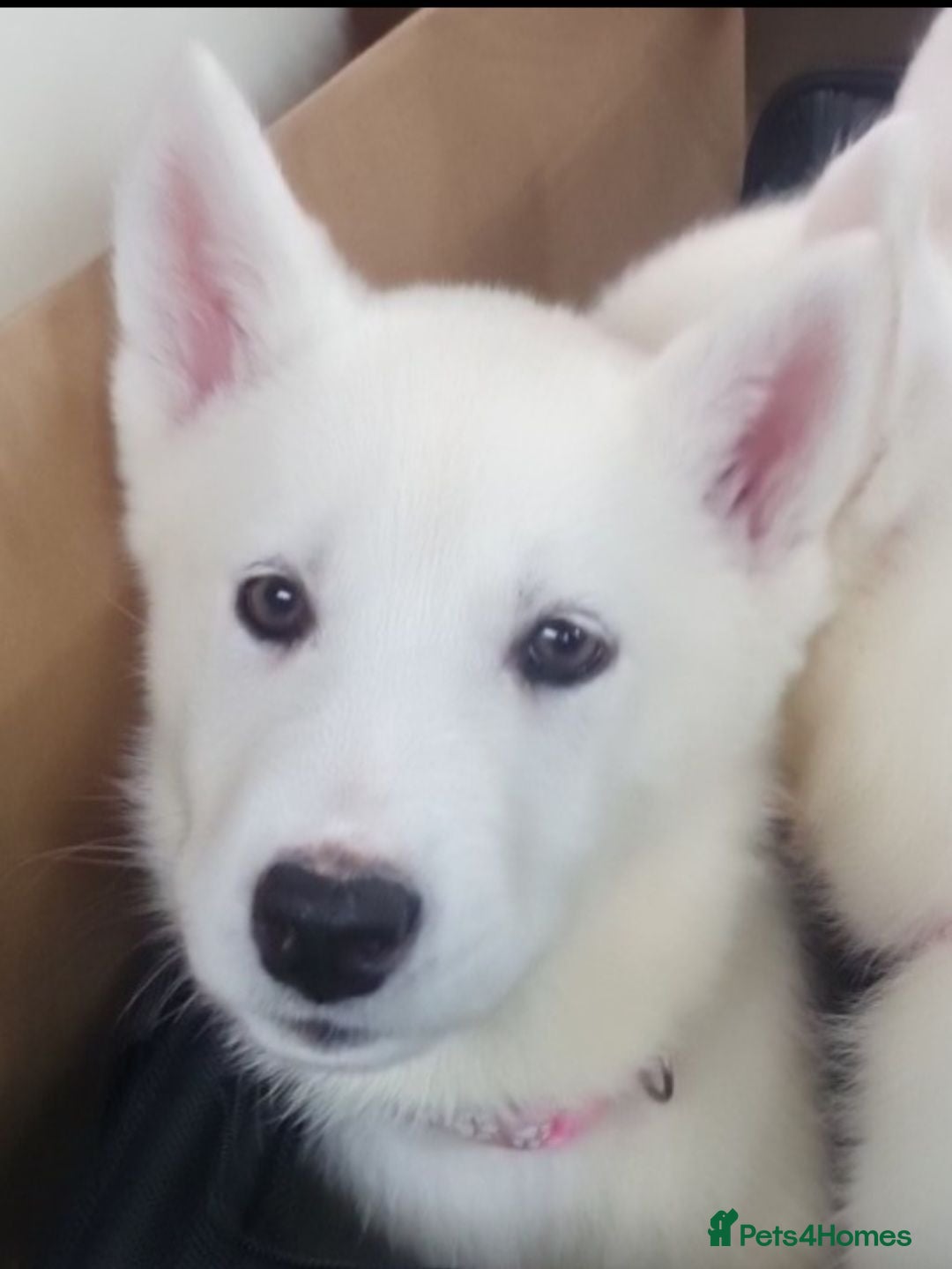 Siberian Husky dogs White Girl Husky ready to find her forever home - Advert 1