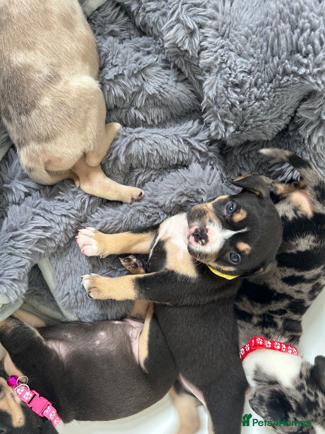 American Bully dogs for sale: Pocket bullies - Image 6