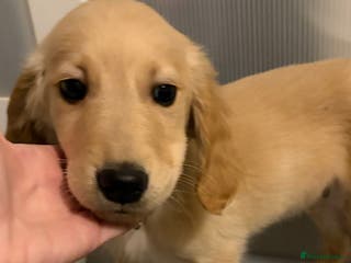 Golden Retriever dogs 🌟 Boy Needing A 5* Family 🌟 - Advert 6