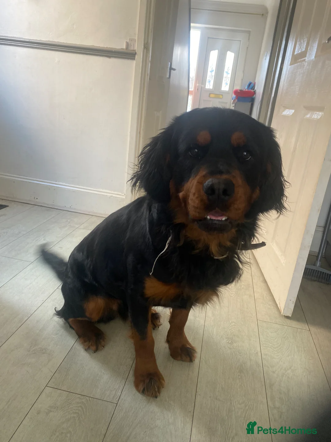 Rottweiler dogs for sale: Meet Bear - Advert 1