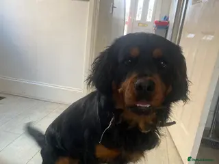 Rottweiler dogs Meet Bear - Advert 1