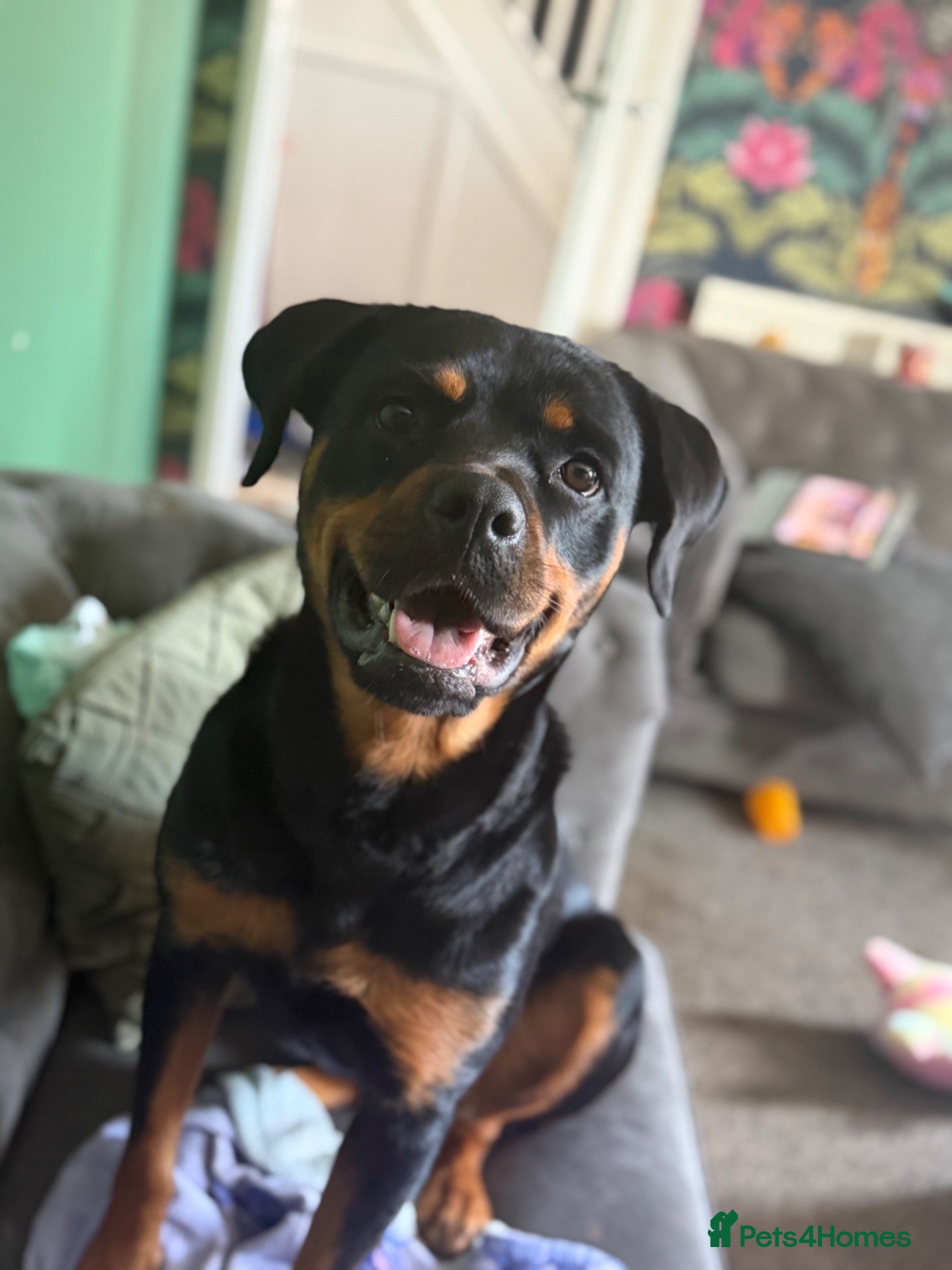 Rottweiler dogs Looking for a new forever home - Advert 16