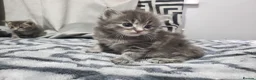 Mixed Breed cats for sale: 4 CUTE KITTENS FOR SALE!  - Advert 2