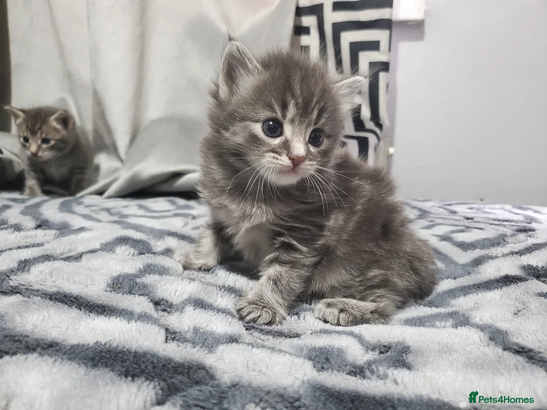 Mixed Breed cats for sale: 4 CUTE KITTENS FOR SALE!  - Advert 2