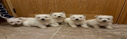 West Highland Terrier dogs for sale: KC Registered West Highland Terriers - Advert 1