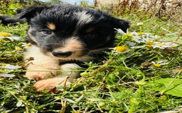 Border Collie dogs for sale: Gorgeous Border Collie puppies  - Image 11