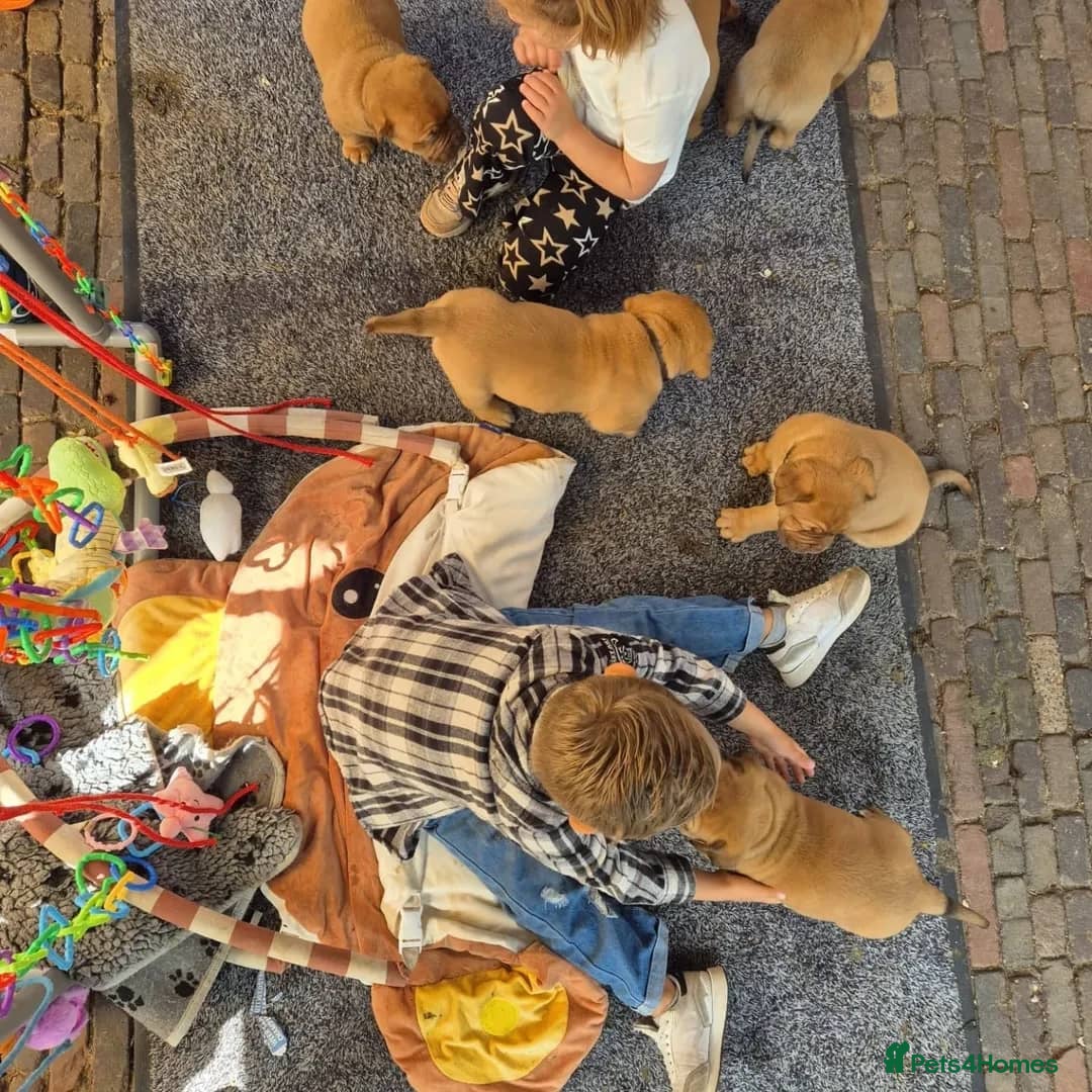 Dogue De Bordeaux dogs for sale: Majestic Dogue de Bordeaux Puppies for Rehom🐾👑 - Advert 4