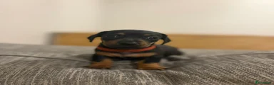 Dachshund 1