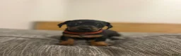 Dachshund dogs for sale: 🐾 Dachshund Puppies 🐾 - Advert 12
