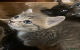 Ragdoll cats for sale: GORGEOUS Ragdoll X kittens - Image 3