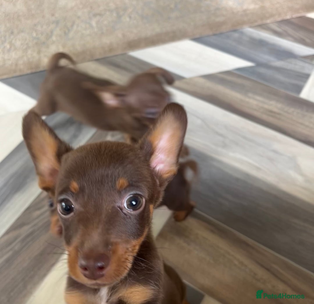 Mixed Breed dogs for sale: Adorable Dachshund x Pomchi Puppies - Image 8