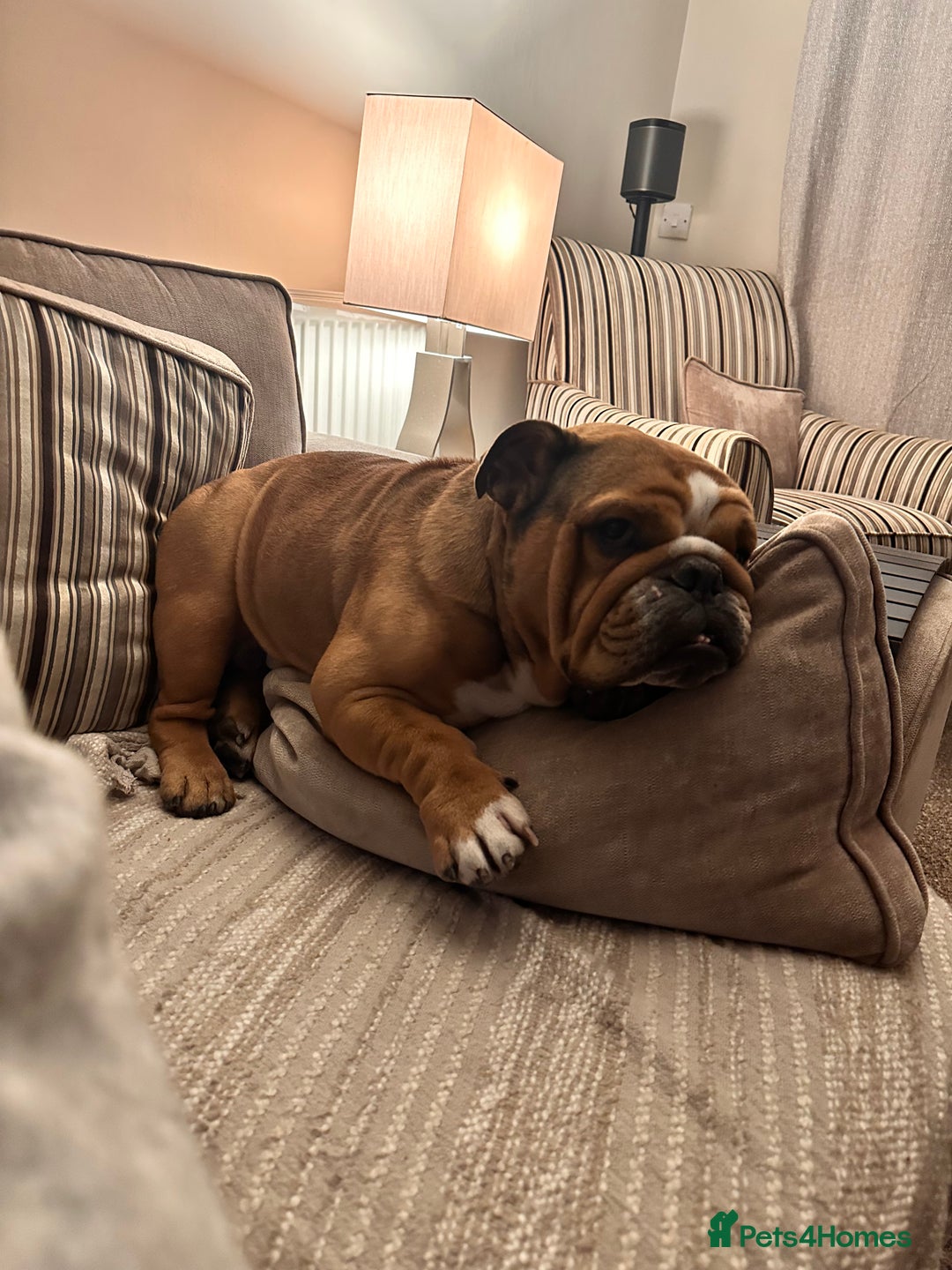 English Bulldog dogs for sale: 4year old bulldog - Advert 3