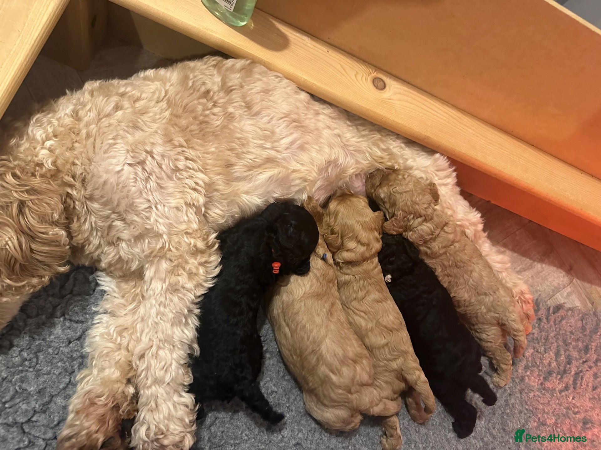 Cavapoo dogs for sale: Gorgeous F1BB Cavapoo Puppies For Sale - Advert 16