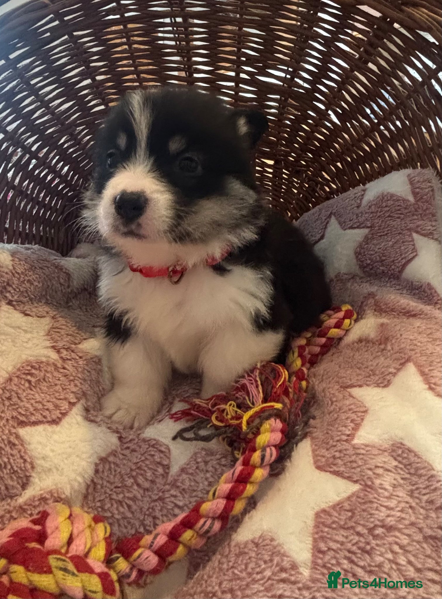 Welsh Corgi Pembroke dogs for sale: Stunning champion breed Tri Corgi Puppies  - Advert 23